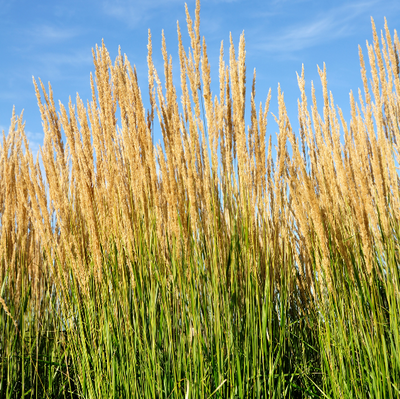 Calamagrostis X Acutiflora 'Karl Foerster' - 9L