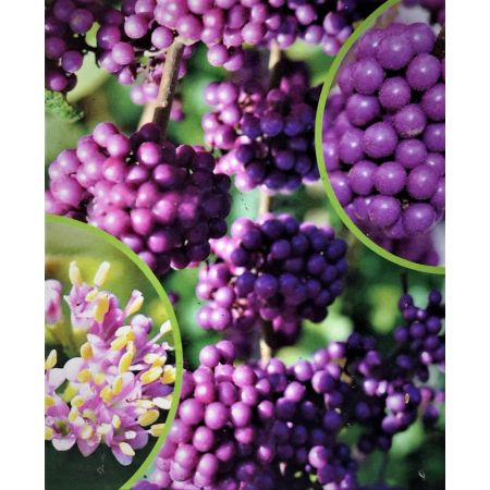 Callicarpa Bodinieri Profusion 4.3L - image 2