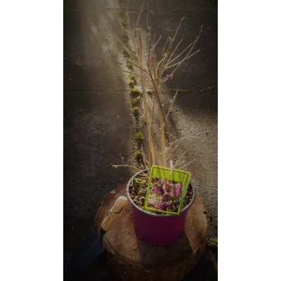 Callicarpa Bodinieri Profusion 4.3L