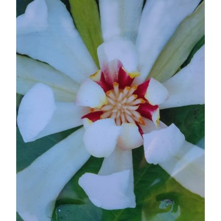 Calycanthus Venus 3L