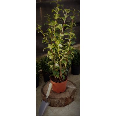 Camelia Japonica Adolphe Audusson 3L