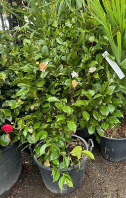 Camellia Japonica 60L White