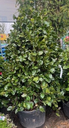 Camellia Japonica 70L Deep Pink