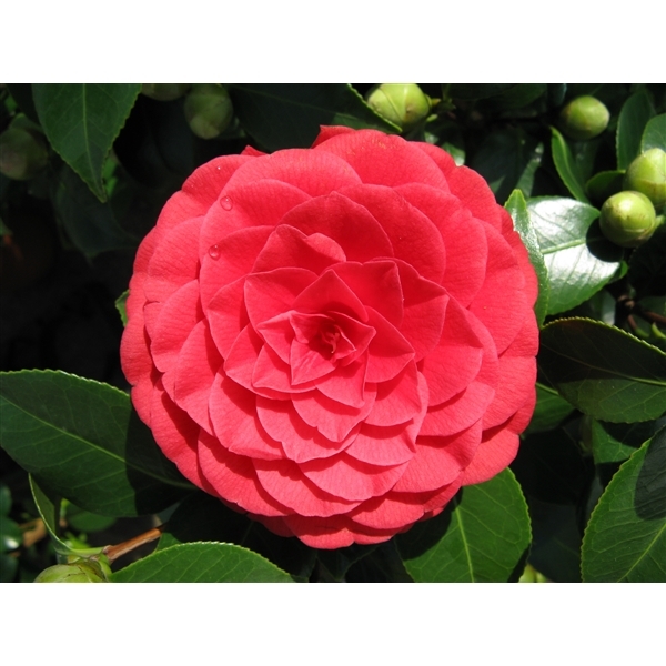 Camellia Japonica 'Black Lace'- 1/2 Std - 18L - 80cm clear stem -  Windlestone Nursery & Garden Centre in Ferryhill, Durham