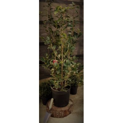 Camellia Japonica 'Black Lace'- 15L