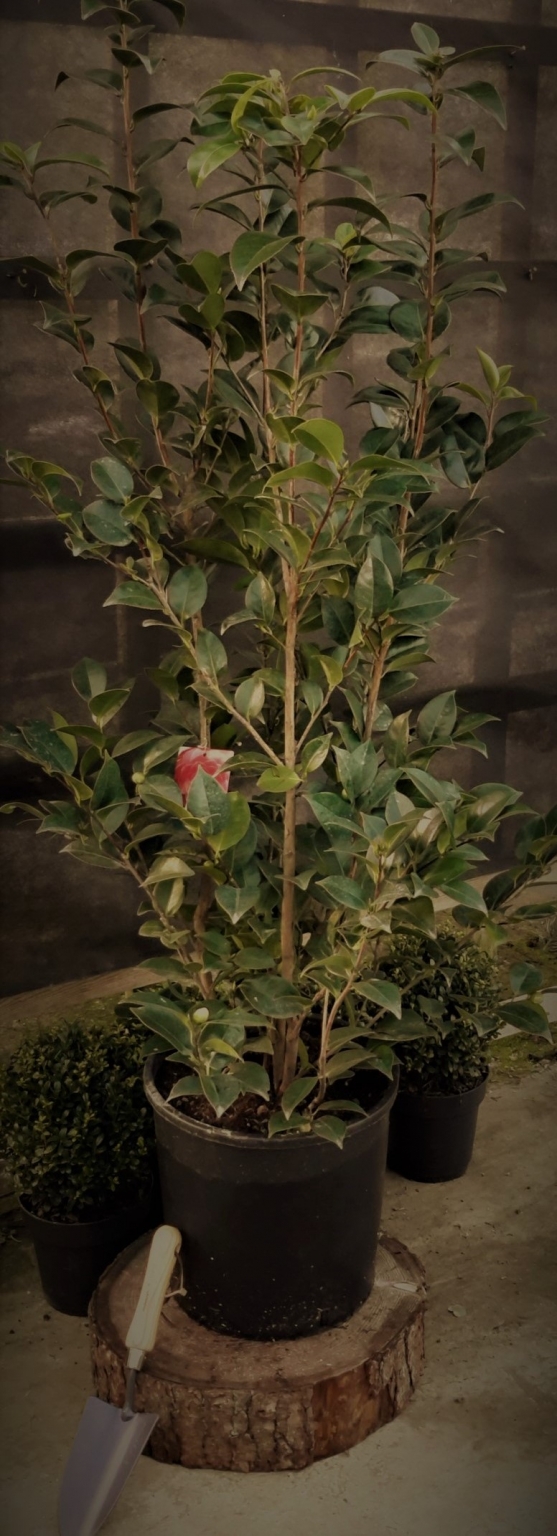 glanzmispel preisvergleich Glanzmispel Red Robin 150-175 cm Höhe Topfware