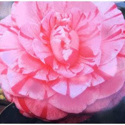 Camellia japonica 'Bonomiana' - 0.8m