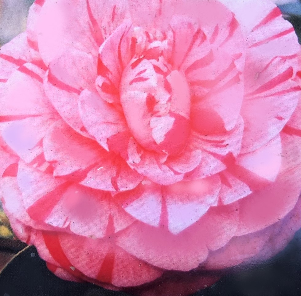 Camellia japonica 'Bonomiana' - 0.8m - Windlestone Nursery & Garden Centre  in Ferryhill, Durham