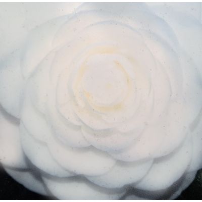 Camellia japonica 'Perfection White' - 0.8m