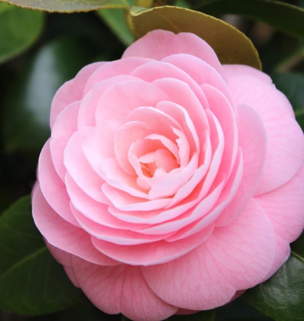 Camellia japonica 'Pink Rosa'- 45L - 1.5m - Windlestone Nursery