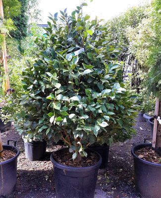 Camellia japonica 'Rossa'- 50L - 125-150cm (Red)