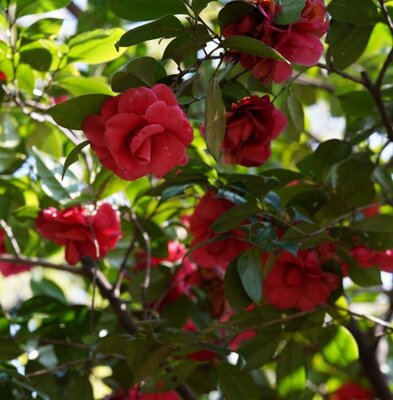 Camellia Japonica Rossa  - 9L - 1m