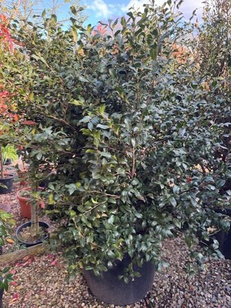 Camellia sasanqua 'Cleopatra' 110L