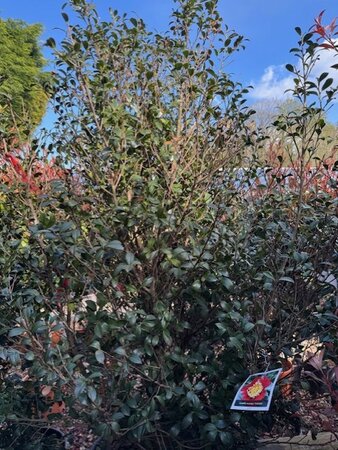 Camellia sasanqua 'Yuletide' 110L
