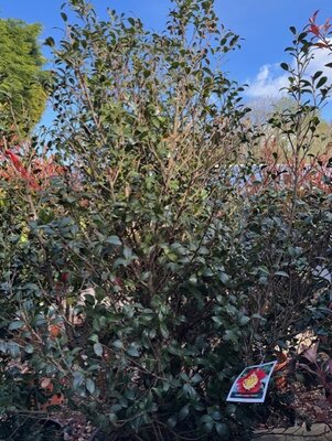 Camellia sasanqua 'Yuletide' 110L