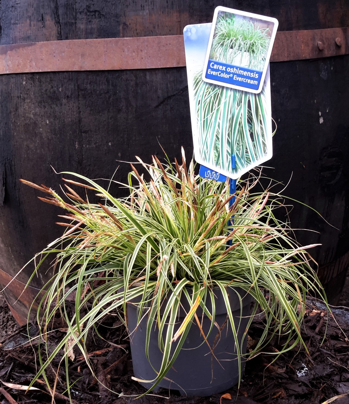 Carex Evercream 2L (Sedge) Windlestone Nursery & Garden Centre in