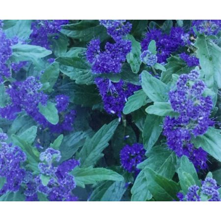 Caryopteris Clandonensis Grand Bleu 2L (Bluebeard)