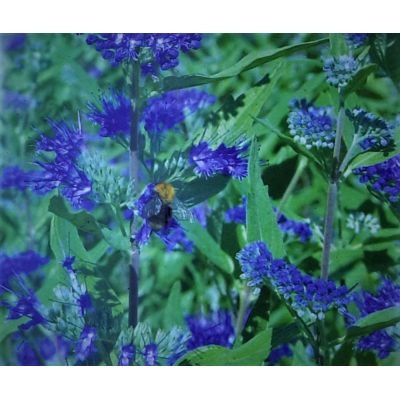 Caryopteris Clandonensis Heavenly Blue 2L (Bluebeard)