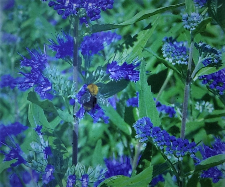 Caryopteris Clandonensis Heavenly Blue 2L (Bluebeard)