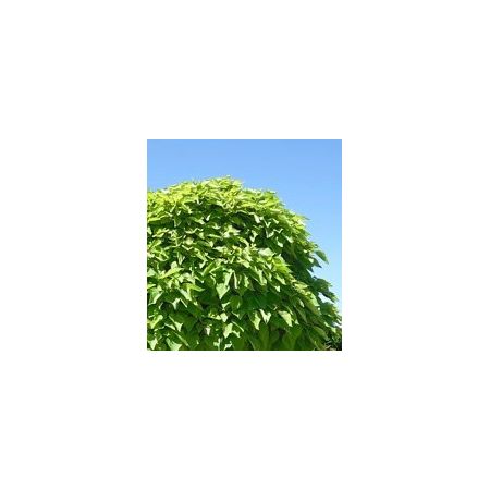 Catalpa Bignonioides Aurea  (Golden Indian Bean Tree) - 3.5m - image 2