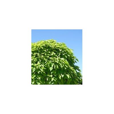 Catalpa Bignonioides Aurea  (Golden Indian Bean Tree) - 3.5m - image 2