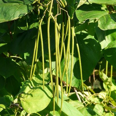 Catalpa Bignonioides Aurea  (Golden Indian Bean Tree) - 3.5m - image 3