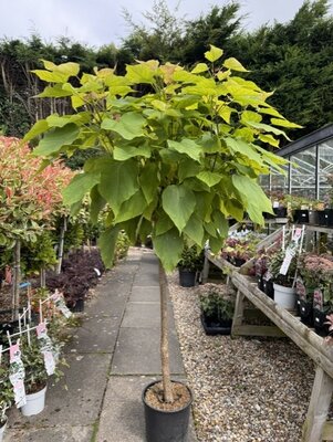 Catalpa Bignonioides Nana (Golden Indian Bean Tree) - 1/2 standard 15L