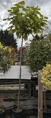 Catalpa Bungei (Chinese or Indian Bean Tree) 18L