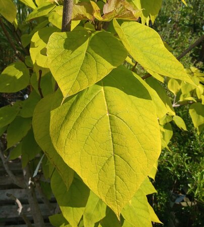 Catalpa Bungei (Chinese or Indian Bean Tree) - 220cm High Std. - image 3