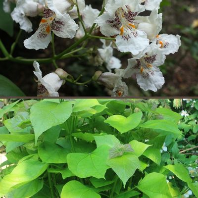 Catalpa Bungei (Chinese or Indian Bean Tree) - Shrub