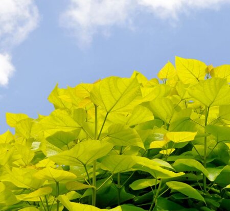 Catalpa Bungei - High Std. - 70L - 200cm clear stem - image 1