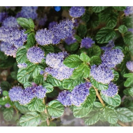 Ceanothus Concha (Californian Lilac) 2L - image 2