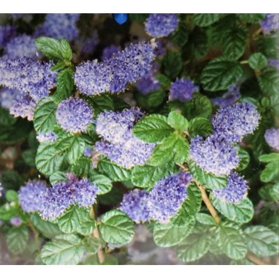 Ceanothus Concha (Californian Lilac) 2L - image 2
