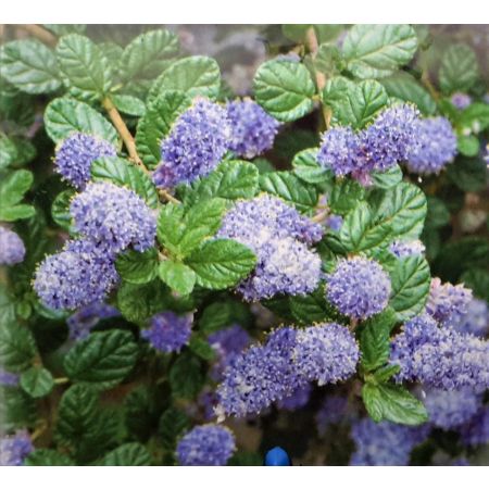 Ceanothus Thyrsiflorus Repens - 9L