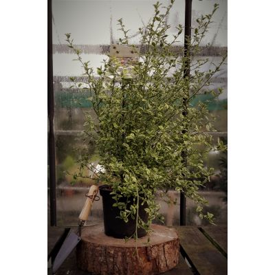 Ceanothus Thysiliflous El Dorado 5L