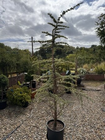 Cedrus Atlantica Glauca 18L