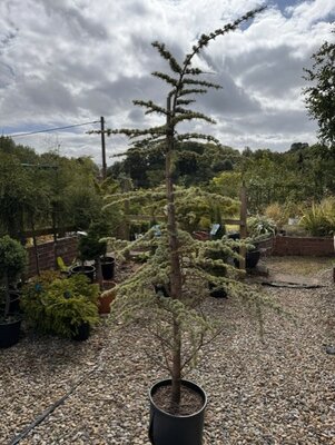 Cedrus Atlantica Glauca 18L