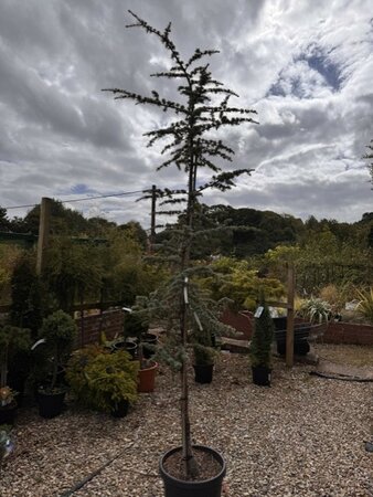 Cedrus Atlantica Glauca 30L