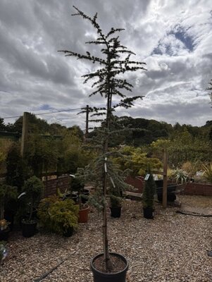 Cedrus Atlantica Glauca 30L