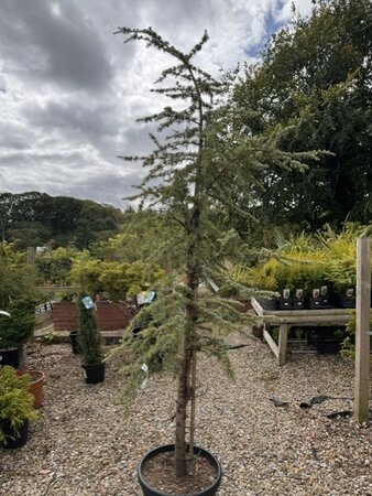 Cedrus Atlantica Glauca 35L