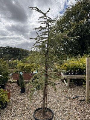 Cedrus Atlantica Glauca 35L