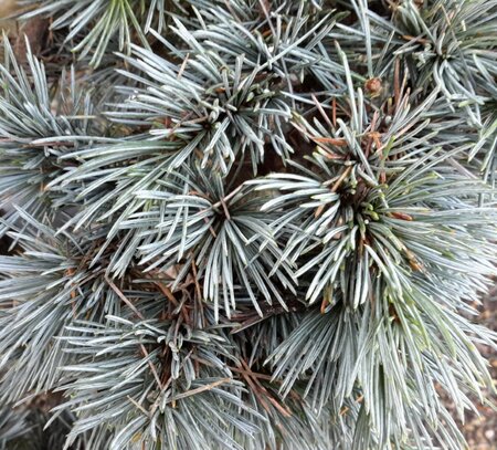 Cedrus Atlantica Glauca - 90L - Pom-Pom Style - 210cm