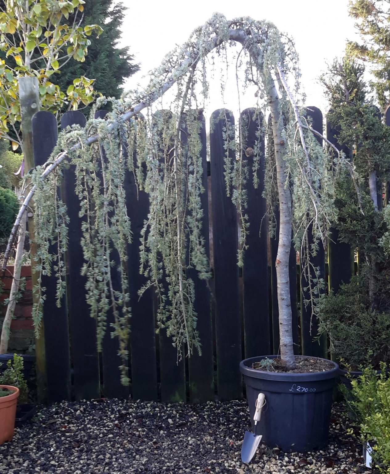 Cedrus Atlantica Glauca Pendula Windlestone Nursery & Garden Centre