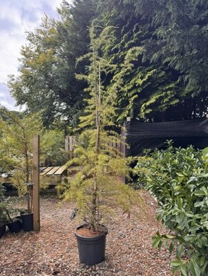 Cedrus Deodara 35L