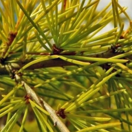 Cedrus Deodara Aurea - 9L - 90cm