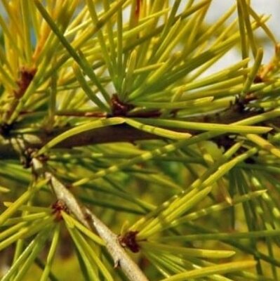 Cedrus Deodara Aurea - 9L - 90cm