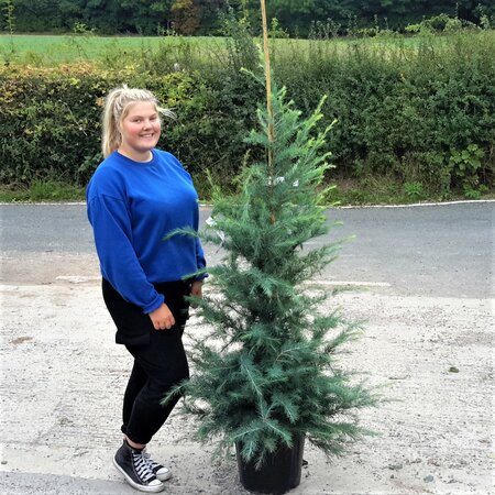 Cedrus Deodara - feathered - 20L - 120-150cm