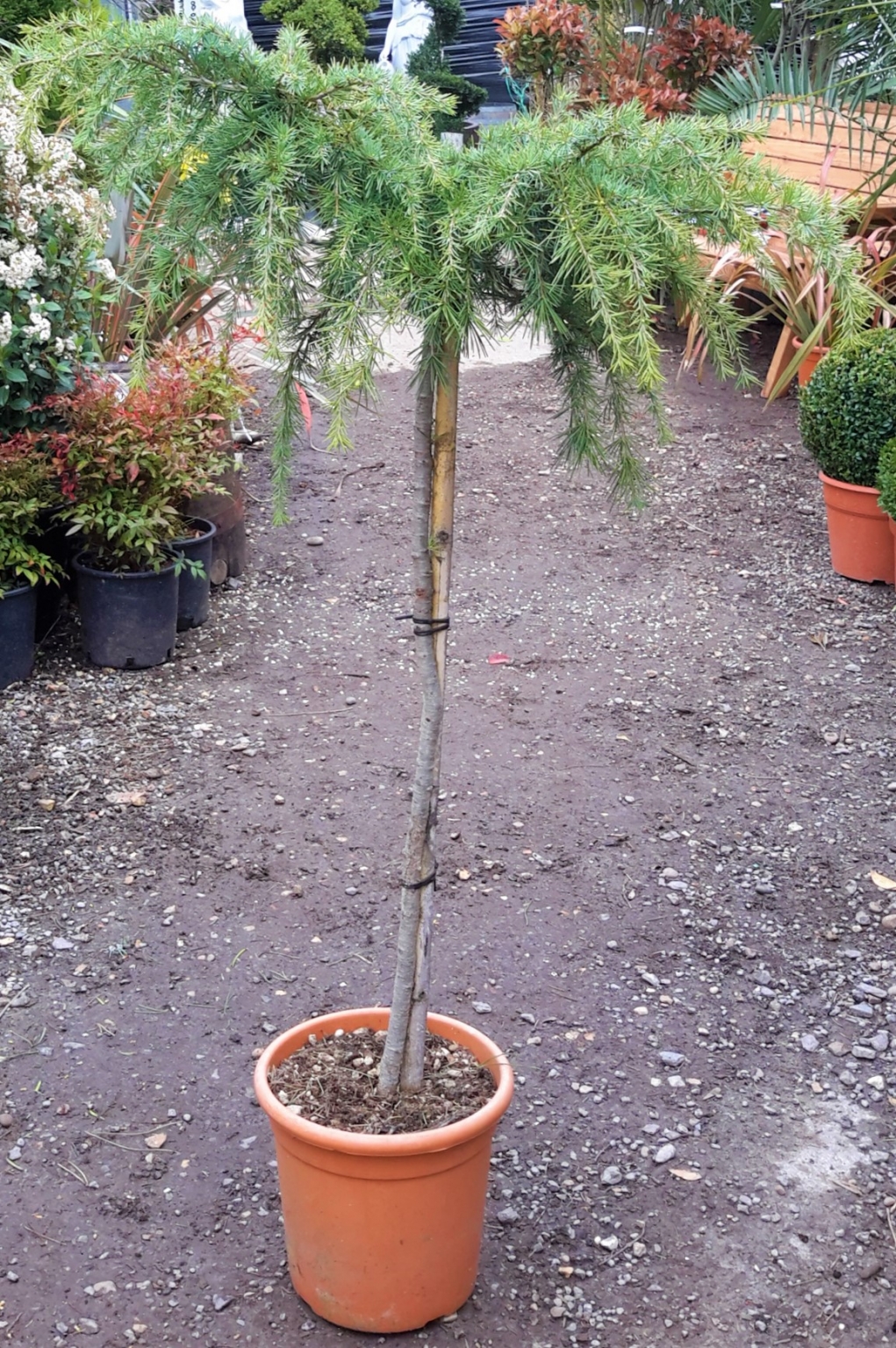 Cedrus Deodara Feeling Blue 1/2 Std 0.8m Windlestone Nursery