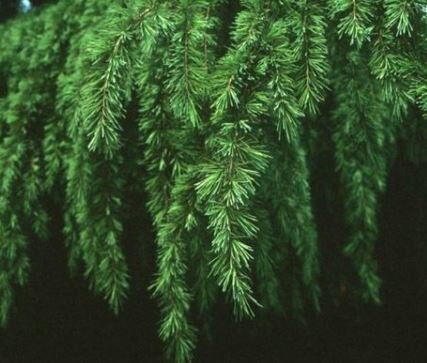 Cedrus Deodara Pendula - feathered - 30L - 2m