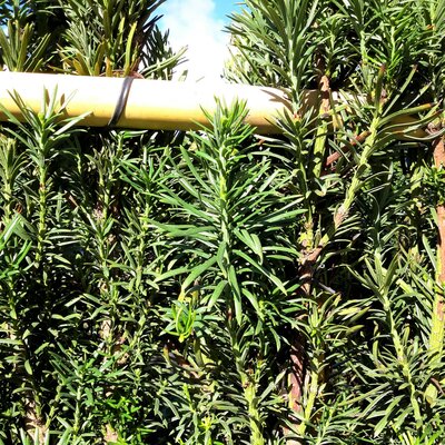 Cephalotaxus Harringtonia - 55L - on bamboo frame - image 3